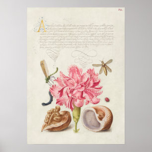 Prachtige  Botanische illustratie Poster