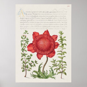 Prachtige  Botanische illustratie Poster