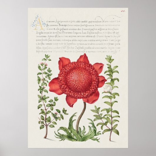 Prachtige  Botanische illustratie Poster (Voorkant)