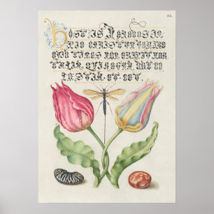Prachtige  Botanische illustratie Poster