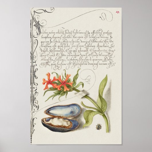Prachtige Botanische illustratie Poster (Voorkant)