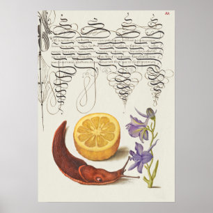 Prachtige  Botanische illustratie Poster