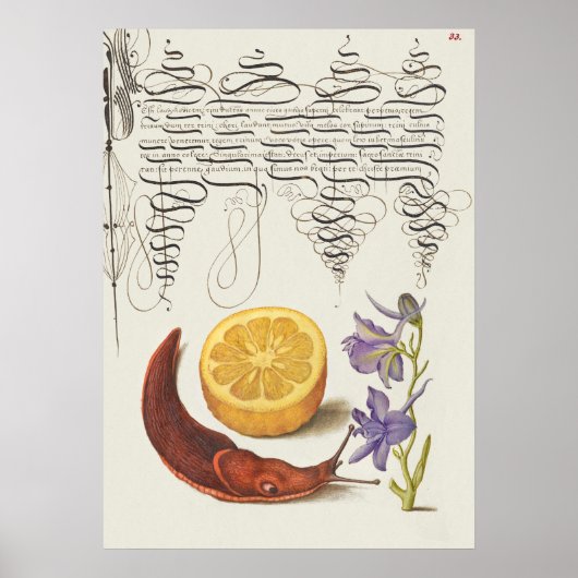 Prachtige  Botanische illustratie Poster (Voorkant)
