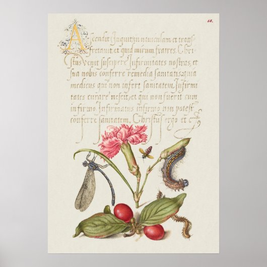 Prachtige  Botanische illustratie Poster (Voorkant)
