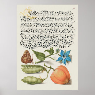 Prachtige  Botanische illustratie Poster