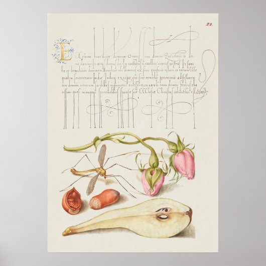 Prachtige  Botanische illustratie Poster (Voorkant)