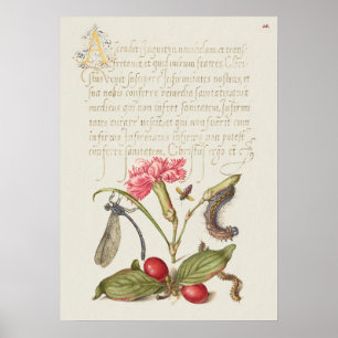 Prachtige  Botanische illustratie Poster