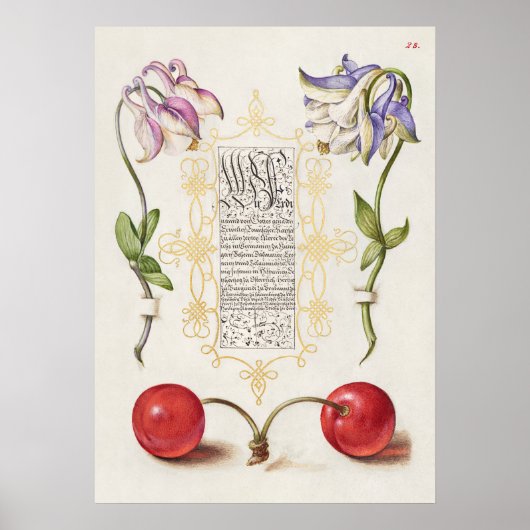 Prachtige Botanische illustratie Poster (Voorkant)