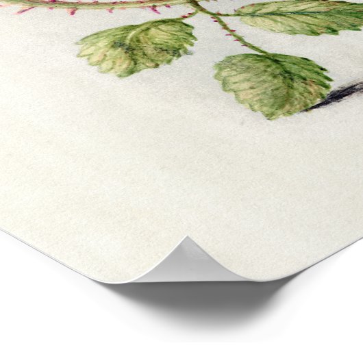 Prachtige  Botanische illustratie Poster (Hoek)