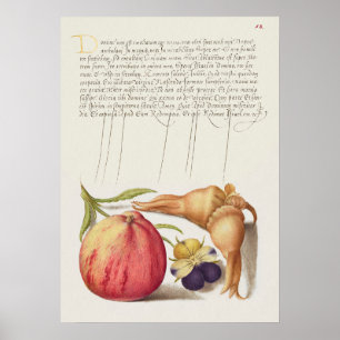 Prachtige Botanische illustratie Poster