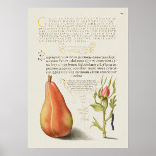 Prachtige  Botanische illustratie Poster