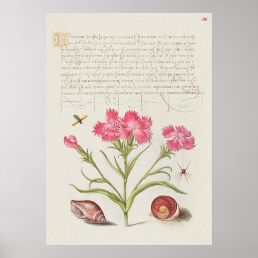 Prachtige  Botanische illustratie Poster (Voorkant)