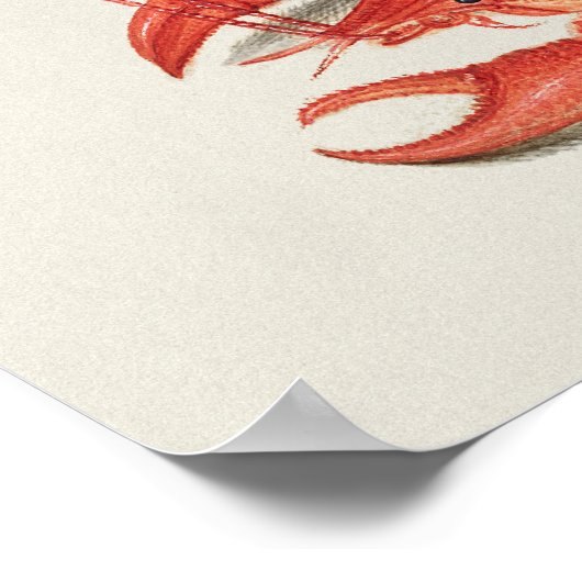 Prachtige  Botanische illustratie Poster (Hoek)