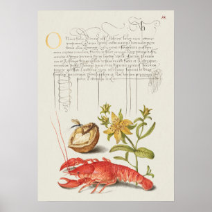 Prachtige  Botanische illustratie Poster