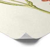 Prachtige Botanische illustratie Poster (Hoek)