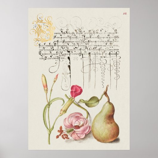 Prachtige Botanische illustratie Poster (Voorkant)