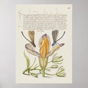 Prachtige Botanische illustratie Poster