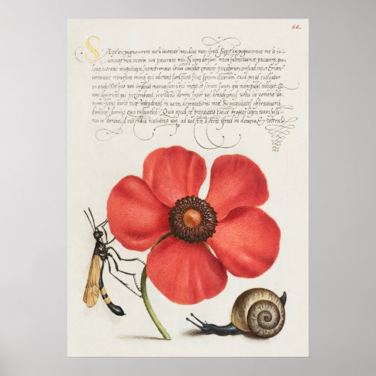 Prachtige Botanische illustratie Poster (Voorkant)