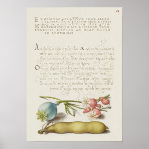 Prachtige  Botanische illustratie Poster
