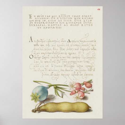 Prachtige  Botanische illustratie Poster (Voorkant)