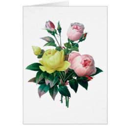 prachtige  botanische illustratie, roos