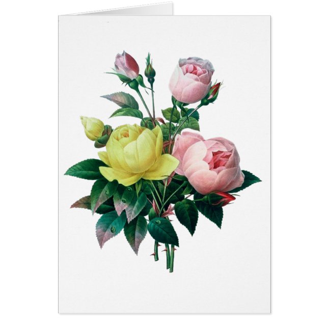 prachtige  botanische illustratie, roos (Voorkant)