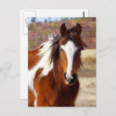 Prachtige Briefkaarten voor paardenpest (Voorkant / Achterkant)