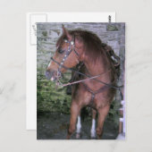Prachtige bruine paarden briefkaart (Voorkant / Achterkant)