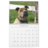 Prachtige Bullys 2021 Dog Calendar Kalender (Jan 2026)
