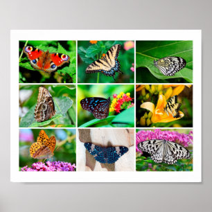 Prachtige Butterflies Collage, 9 Foto's Poster