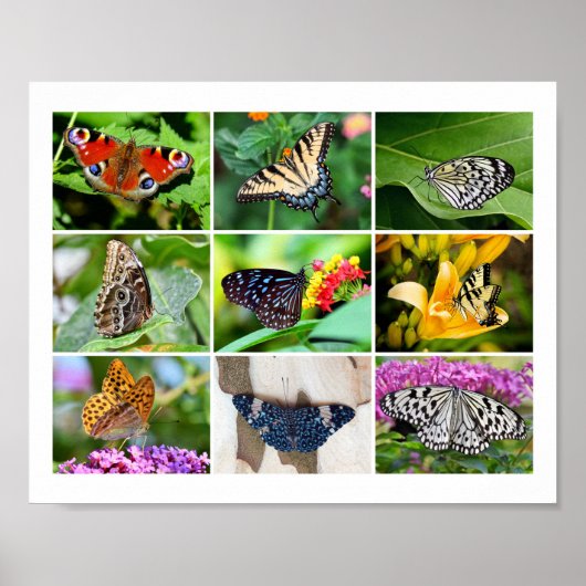 Prachtige Butterflies Collage, 9 Foto's Poster (Voorkant)