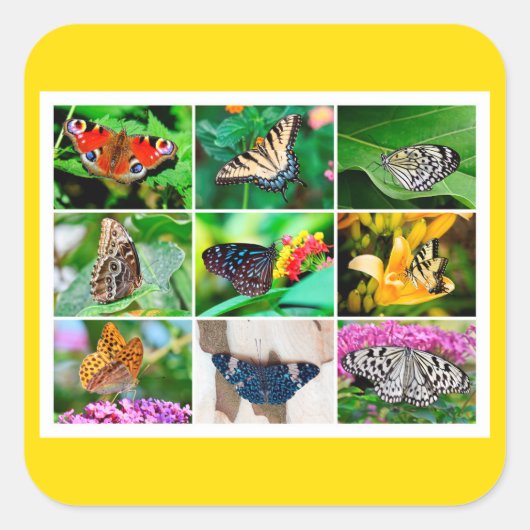 Prachtige Butterflies Collage, 9 Foto's Vierkante Sticker (Voorkant)