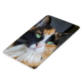 Prachtige Calico Lange Haar Kat met Groene Ogen Magneet (Linkerzijde)