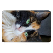 Prachtige Calico Lange Haar Kat met Groene Ogen Magneet (Horizontaal)