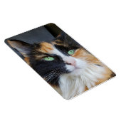 Prachtige Calico Lange Haar Kat met Groene Ogen Magneet (Rechterzijde)