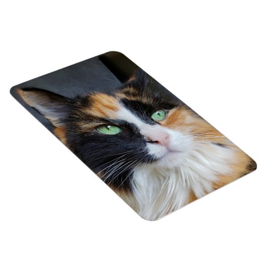 Prachtige Calico Lange Haar Kat met Groene Ogen Magneet (Rechterzijde)