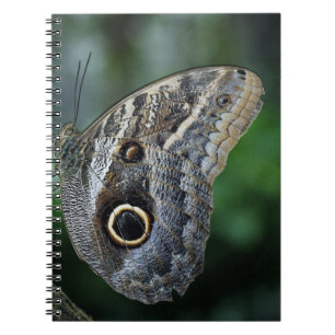 Prachtige Caligo Eurilochus Vlinder Notitieboek