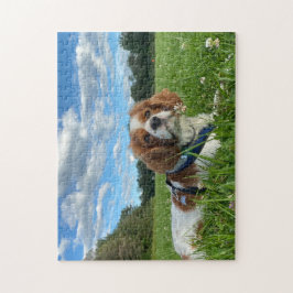 Prachtige Cavalier King Charles Spaniel Puzzel