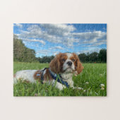 Prachtige Cavalier King Charles Spaniel Puzzel Legpuzzel (Horizontaal)