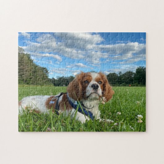 Prachtige Cavalier King Charles Spaniel Puzzel Legpuzzel (Horizontaal)