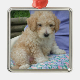 Prachtige cavapoo puppy die je kant op kijkt, geïs metalen ornament