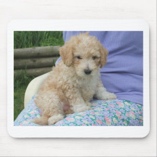 Prachtige cavapoo puppy die je kant op kijkt, geïs muismat
