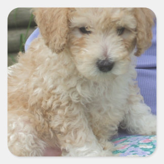 Prachtige cavapoo puppy die je kant op kijkt, geïs vierkante sticker