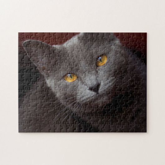 Prachtige Chartreux puzzel Legpuzzel (Horizontaal)