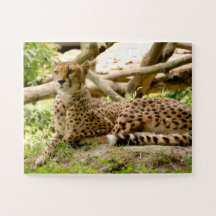 Prachtige Cheetah Beauful Cat-foto