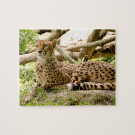 Prachtige Cheetah Beauful Cat-foto Legpuzzel