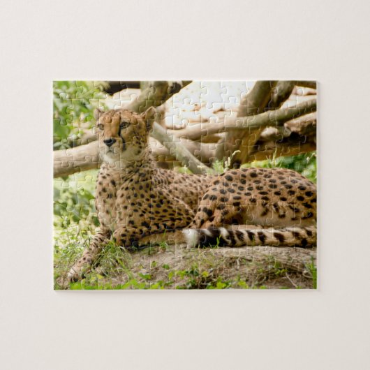 Prachtige Cheetah Beauful Cat-foto Legpuzzel (Horizontaal)
