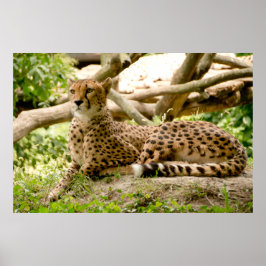 Prachtige Cheetah Beauful Cat-foto Poster