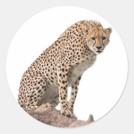 Prachtige Cheetah Beauful Cat-foto Ronde Sticker