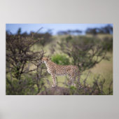 Prachtige Cheetah Beauful Cat Photo Poster (Voorkant)